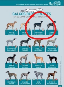 Fallece el galgo andaluz «Langostino del Chabolo» en la Última carrera de la jornada del Campeonato Nacional de Galgos en Campo
