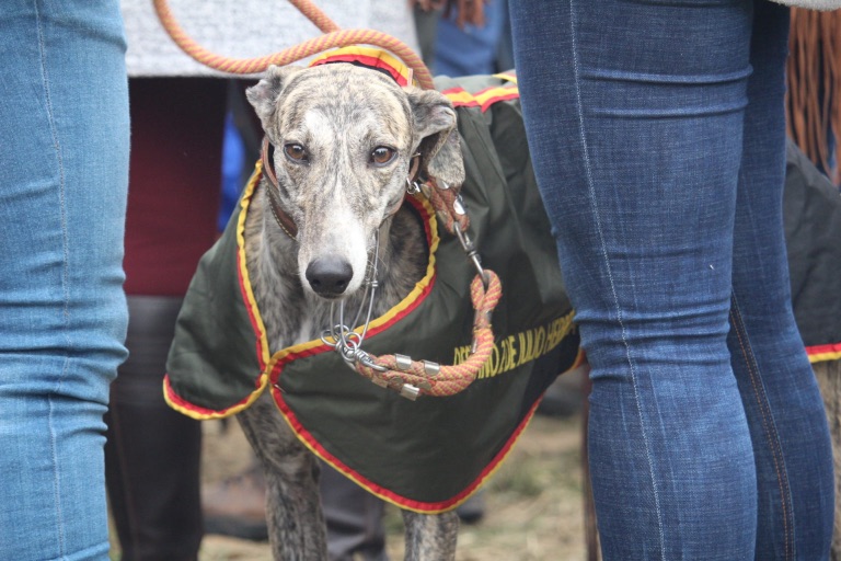 Campeonato de Galgos