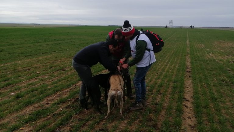 La galga ‘Liosa’ se mete en la final del LXXXII Campeonato Nacional de Galgos en Campo