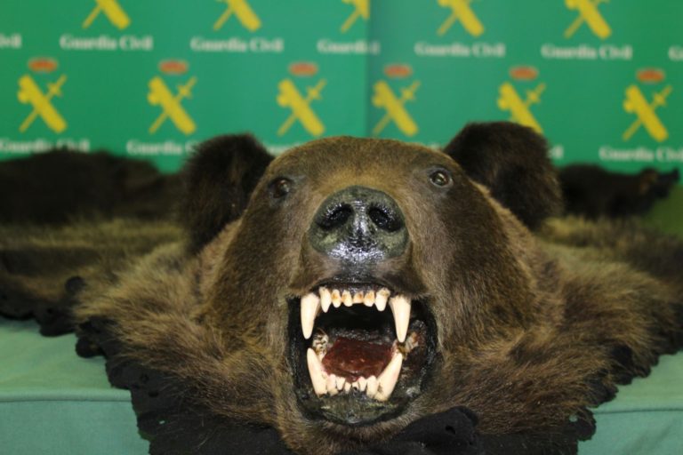 La Guardia Civil interviene una piel de oso naturalizada ilegal en la localidad de Medina de Rioseco