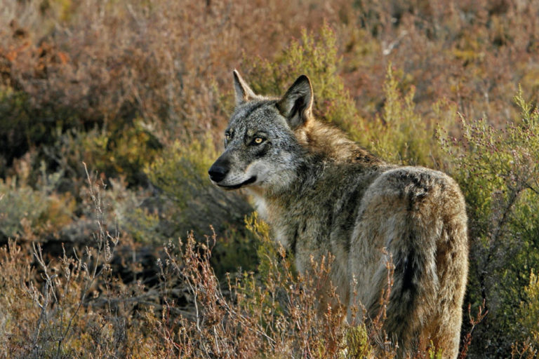 El TSJ eleva a consulta al TJUE para decidir la legalidad del plan de caza del lobo de Castilla y León