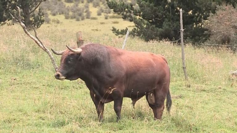 Las nuevas ?Mafias? que quieren dominar el mundo rural