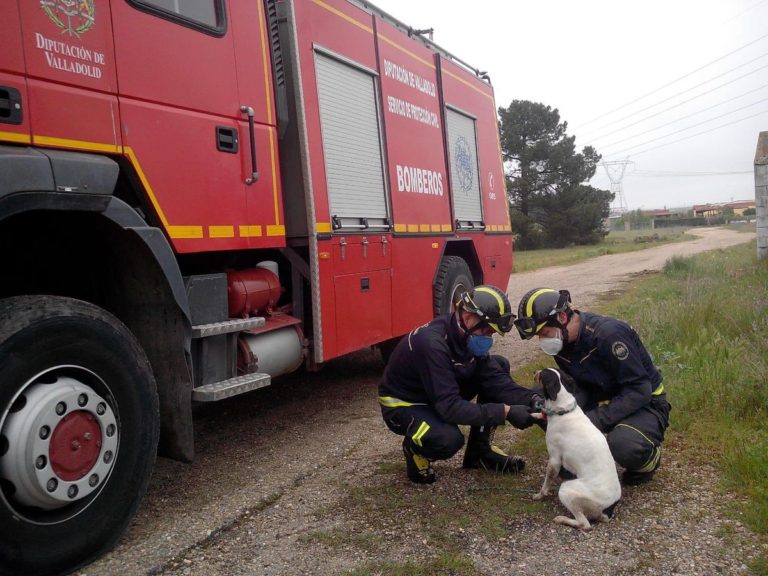 Tordesillas: Los Bomberos rescatan a un perro que había ca?do a un pozo