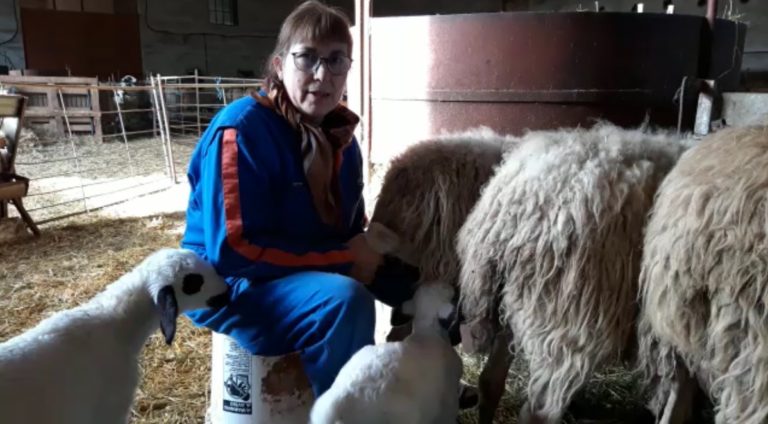 UPA y Fademur entregan 50 lechazos a la cooperativa «LOVEPAMUR» de ayuda a domicilio en Salda?a y a la fundación San Cebr?an