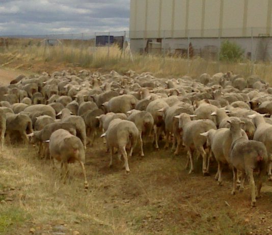 ASAJA pide que las ayudas para paliar las p?rdidas en corderos y cabritos lleguen directamente al ganadero, no a intermediarios
