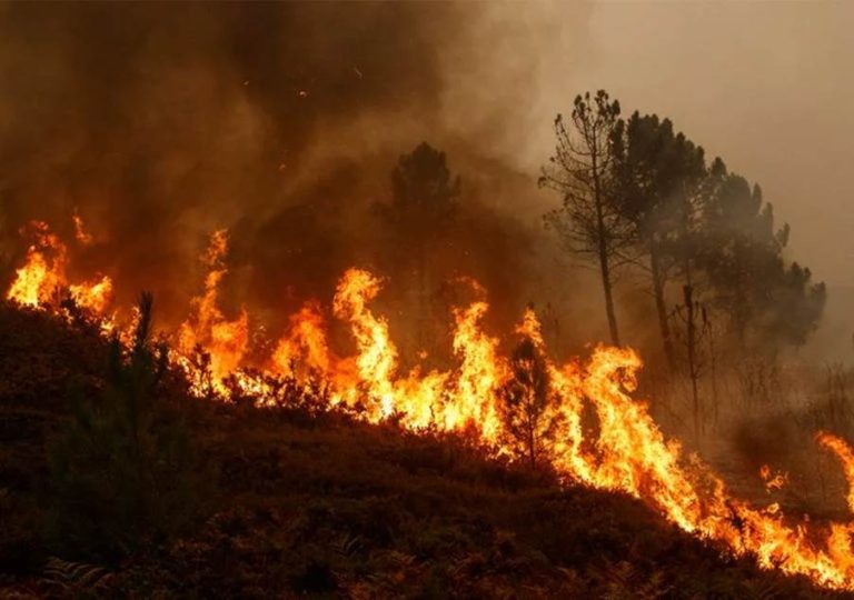 Baja la cifra de Incendios Forestales