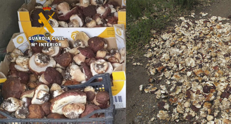 La Guardia Civil propone para sanci?n a 11 personas a los que se les han decomisado 100Kg de setas