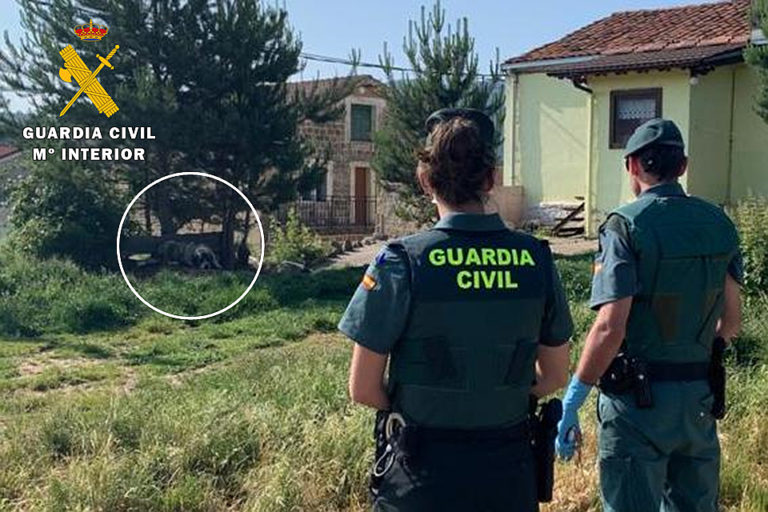 La Guardia Civil, el Ayuntamiento y el servicio provincial de recogida de animales intervienen y retiran 9 mastines peligrosos