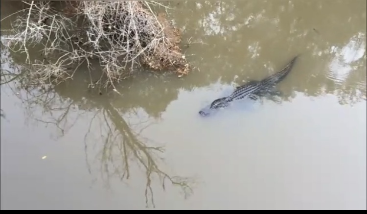 El ayuntamiento de Tordesillas alerta a los vecinos del peligro ante la presencia de un cocodrilo en el río Duero