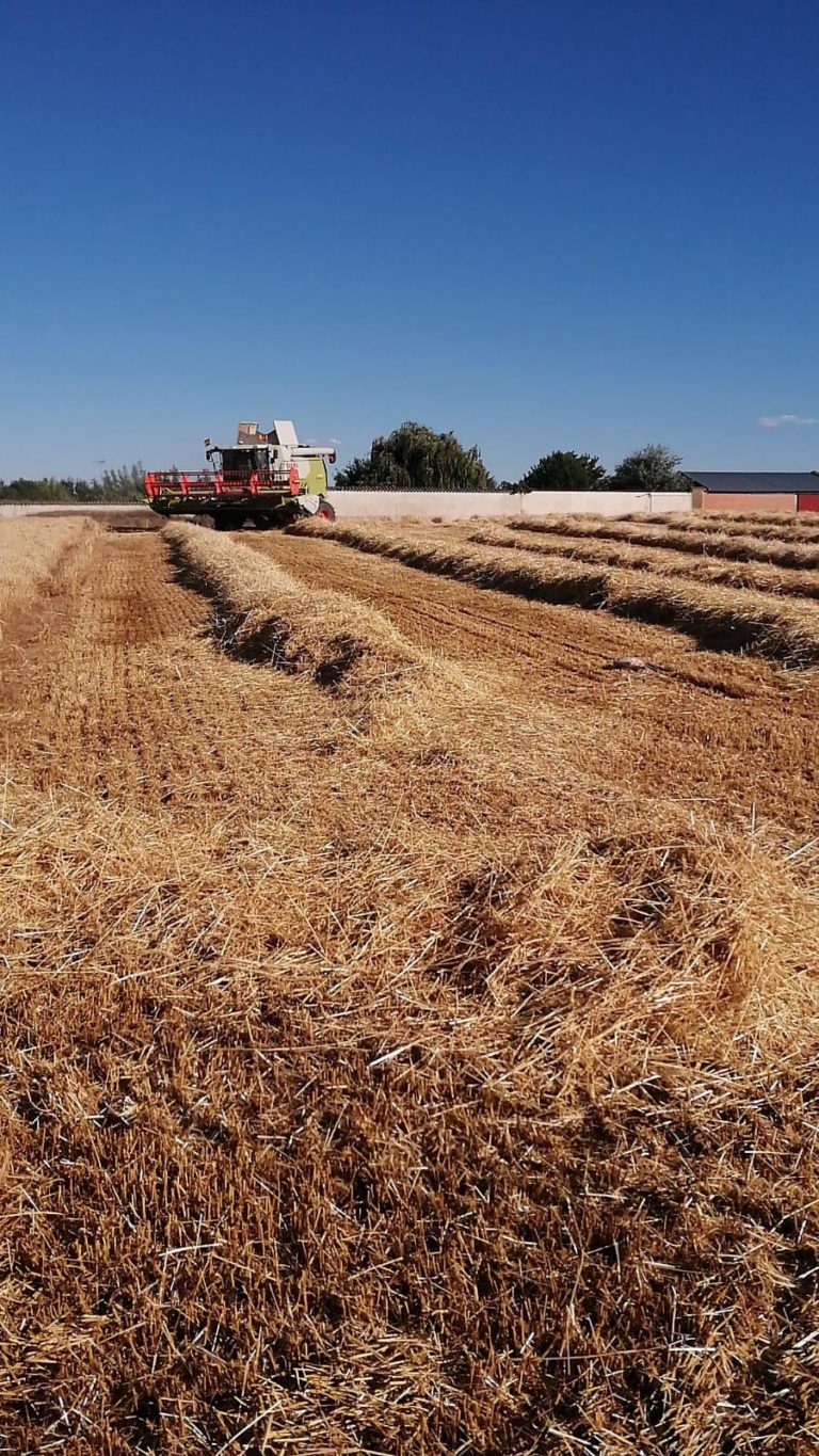 Comienza la cosecha de cereal en Castilla y León