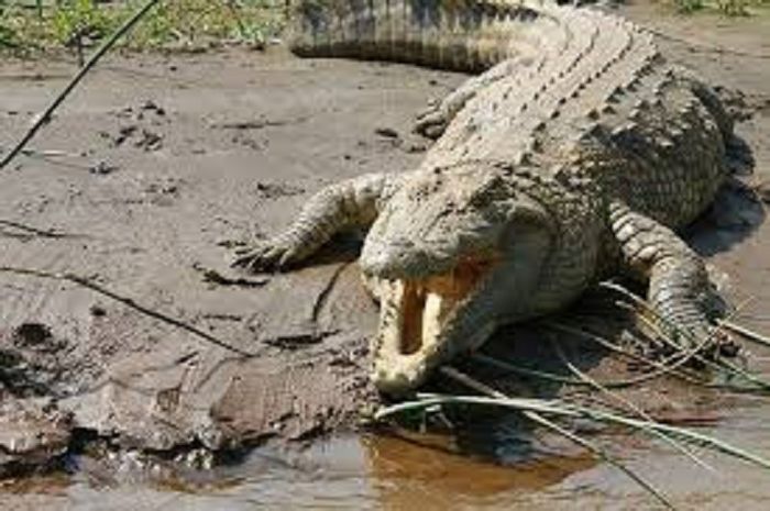 Identificado el cocodrilo visto en la confluencia de los ríos Duero y Pisuerga como un ejemplar peligroso del Nilo
