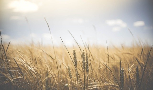 La cosecha de cereal en la Comunidad alcanza los 8,4 millones de toneladas