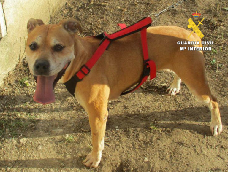 La Guardia Civil detiene al propietario de un perro potencialmente peligroso por falta de custodia sobre el animal