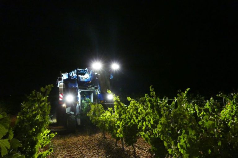 Finaliza la 40 vendimia de la D.O. Rueda con grandes expectativas en la calidad de los vinos