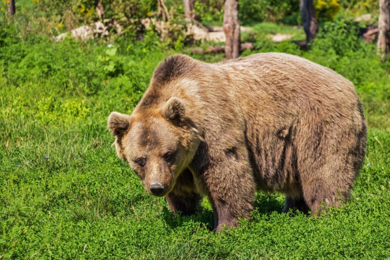 Las administraciones públicas impulsan convivencia del oso pardo con actividades rurales en nueva iniciativa