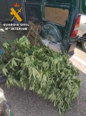 Dos detenidos en Aldeamayor de San Mart?n por robar ocho plantas de marihuana