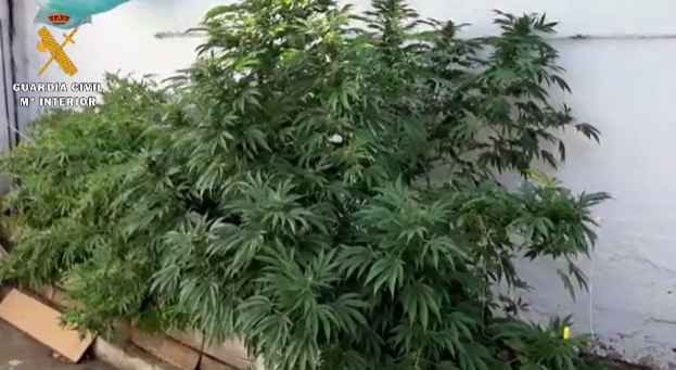 La Guardia Civil descubre una plantaci?n de Cannabis Sativa en el patio de una vivienda en Quintanilla de On?simo