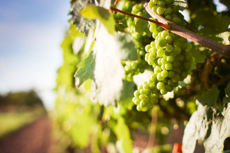 Agricultura aprueba el reglamento de la Denominación de Origen Protegida Urueña
