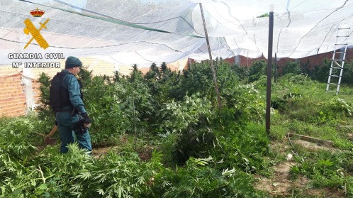 La Guardia Civil desmantela un invernadero con 290 plantas de marihuana en Portillo
