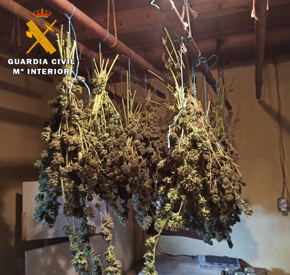 La Guardia Civil descubre una plantaci?n de Cannabis Sativa en un una vivienda de la localidad de Muriel de Zapardiel