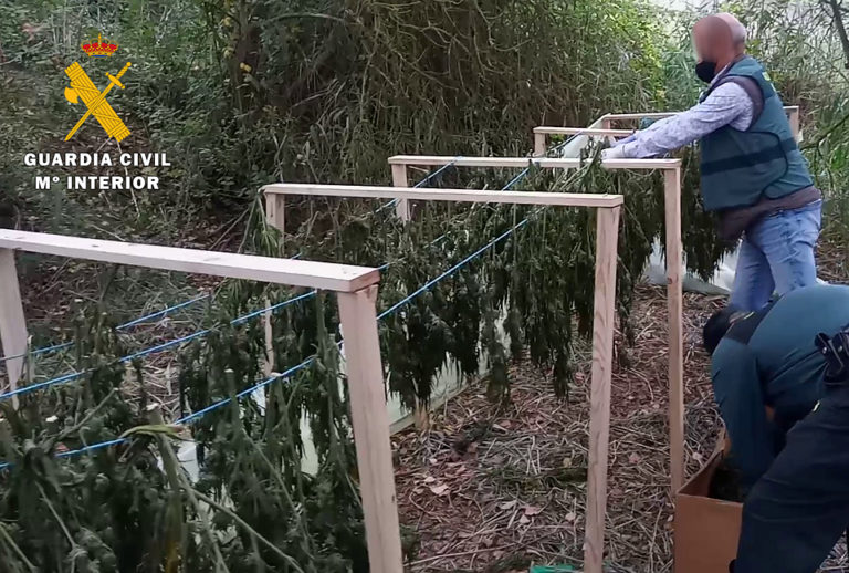 La Guardia Civil desmantela una importante plantaci?n de marihuana al aire libre