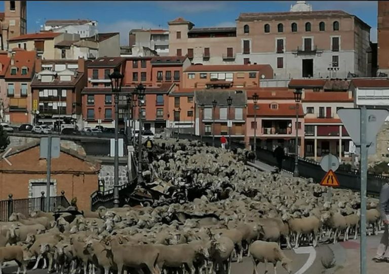 Un rebaño de más de mil cabezas cruza las calles de Tordesillas