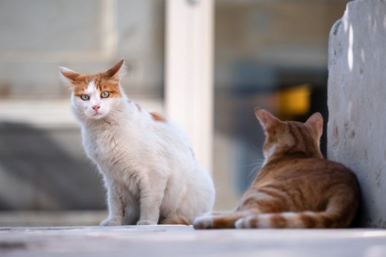 La Seca pide colaboraci?n a sus vecinos para facilitar la convivencia con las colonias de gatos