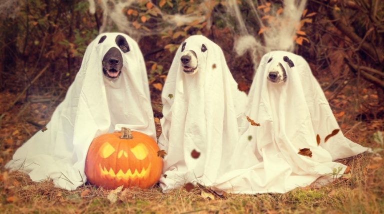 Carpio organiza un concurso de disfraces para celebrar Halloween