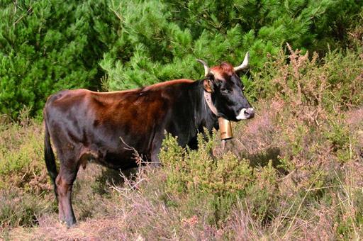 Españaña solicita a la CE la activaci?n de medidas de apoyo para el sector del vacuno de carne