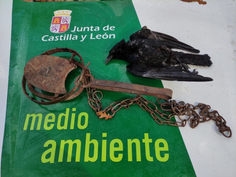 La Junta de Castilla y León localiza y denuncia a una persona por colocar un cepo en el campo