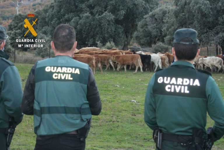 La Guardia Civil investiga a tres personas por la estafa en la compraventa de mas de 100 terneros en Zamora y Ourense