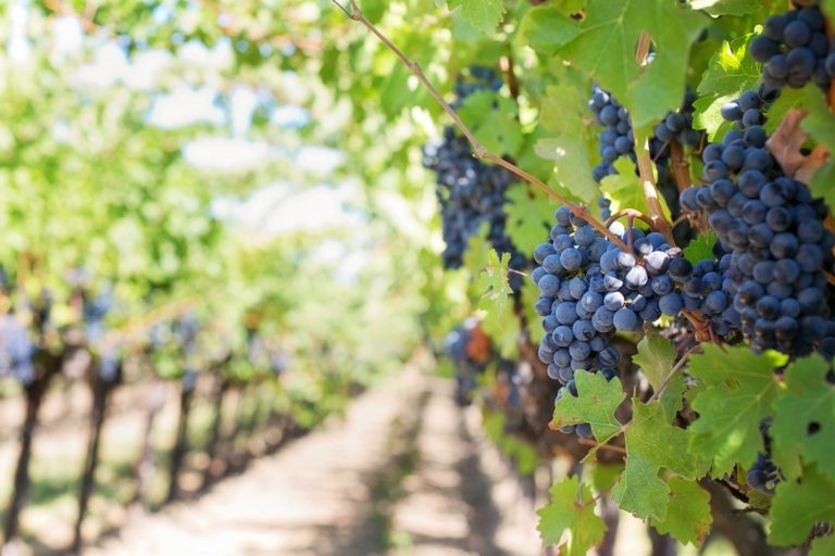 La DOP Sierra de Salamanca modifica su pliego de condiciones para poder elaborar vinos a partir de la variedad Rufete Serrano Blanco