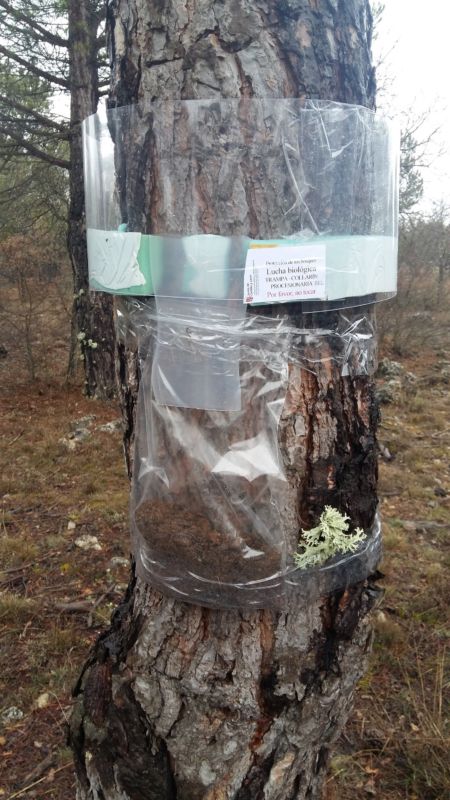La Junta aconseja quitar las bolsas de los pinos para luchar contra las orugas