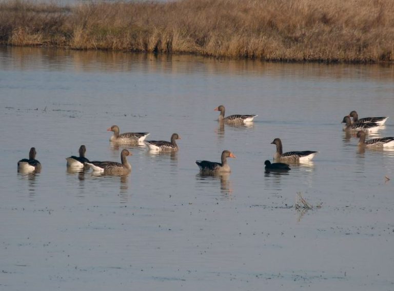 Lagunillas en Medina del Campo