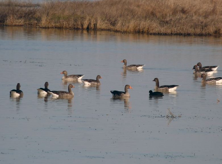 Lagunillas en Medina del Campo