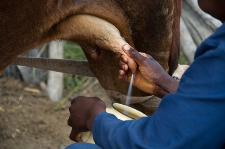 Las cooperativas de leche de vaca de URCACYL y sus socios en la encrucijada ante la falta de rentabilidad en las explotaciones