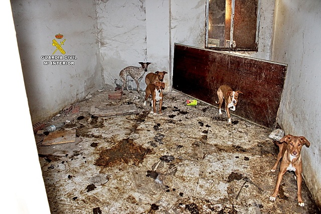 La Guardia Civil interviene en una finca 22 perros en condiciones deplorables y encuentra restos cadav?ricos de otros 7