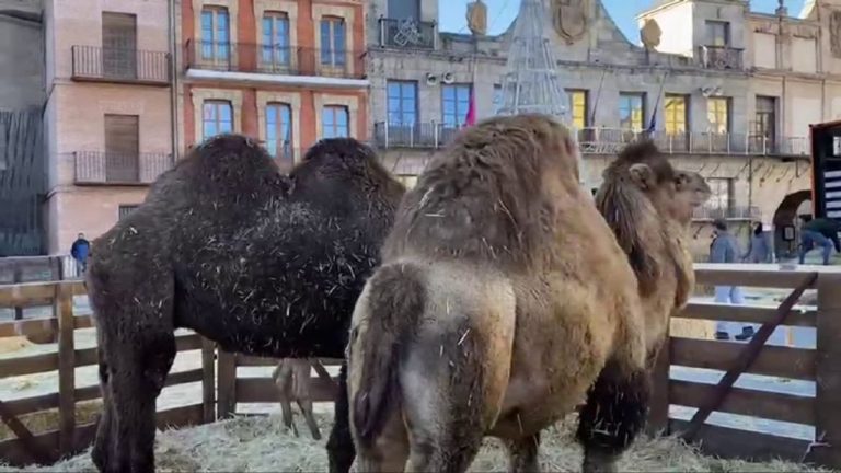 El Paje Real en la Plaza Mayor de Medina con todos sus animales