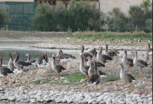 Castilla y León detecta el primer foco de gripe aviar en Zamora
