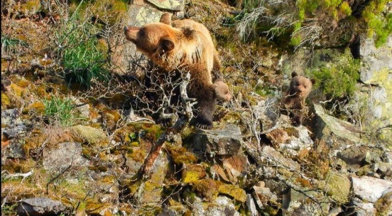 Arranca un nuevo proyecto LIFE del oso cantábrico