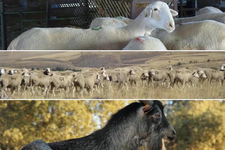 Españaña es declarada oficialmente indemne de brucelosis ovina y caprina