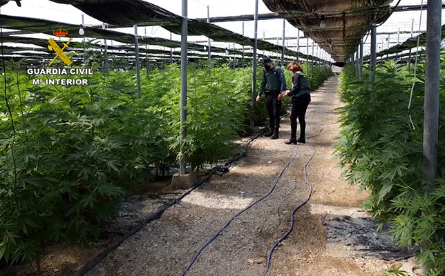 La Guardia Civil interviene 64.800 plantas de cannabis en cinco plantaciones de cáñamo en Almería