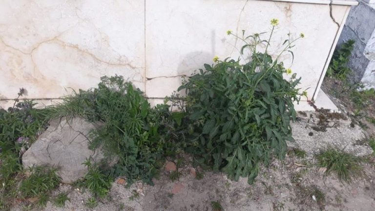 Gana Medina denuncia un “abandono” en el Cementerio de la Mota y solicita información sobre el control de plagas
