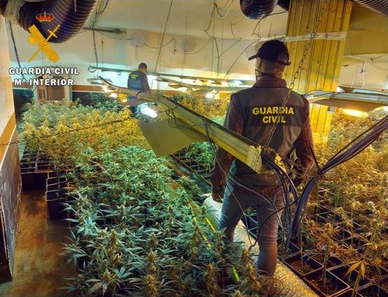 Detenido por el cultivo de 900 plantas de marihuana en Traspinedo (Valladolid)