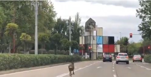 Un corzo se pasea por las calles de Valladolid