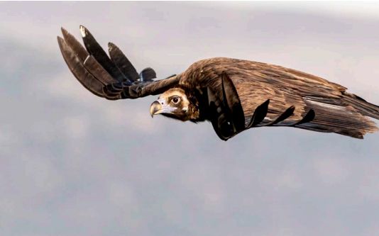 Buitres negros anidan en el lado salmantino del Parque Natural de Arribes del Duero