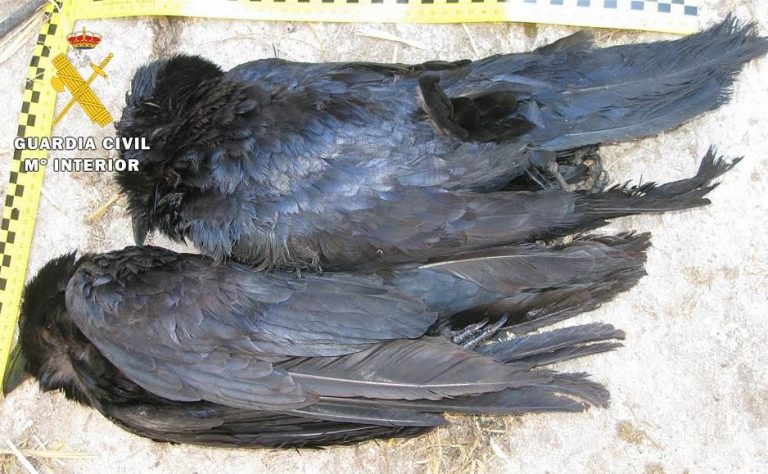 Investigado por la muerte de dos cuervos
