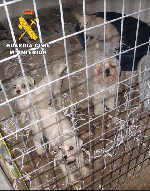 La Guardia Civil localiza un criadero clandestino de perros en municipio burgalés