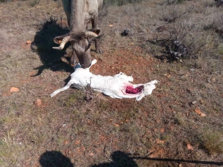 Nuevo ataque de los lobos a una explotación ganadera en Zamora