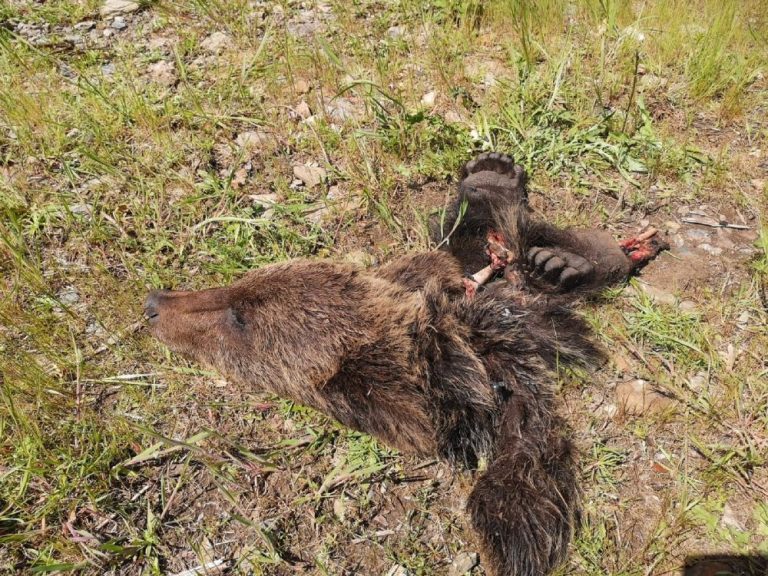 Aparecen restos de un oso pardo en el término municipal de Fabero (León)